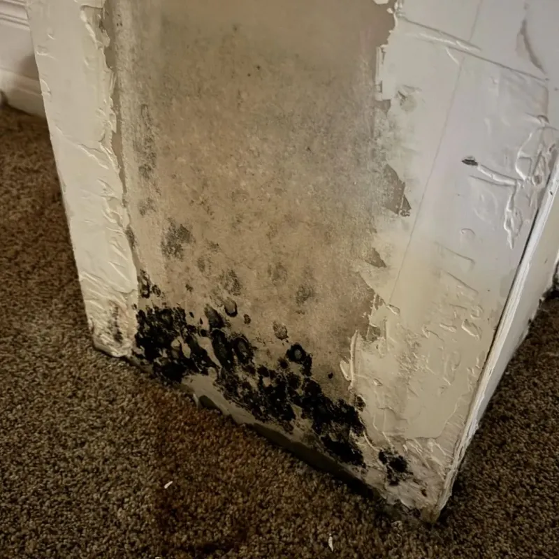 Professional Mold Removal in Sulligent, AL